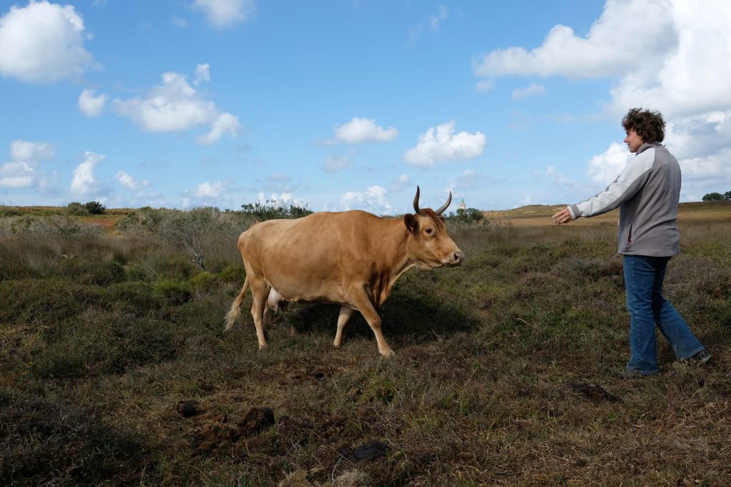 Journée rencontre et échanges sur le pâturage en zone Natura 2000 au Cap Fréhel