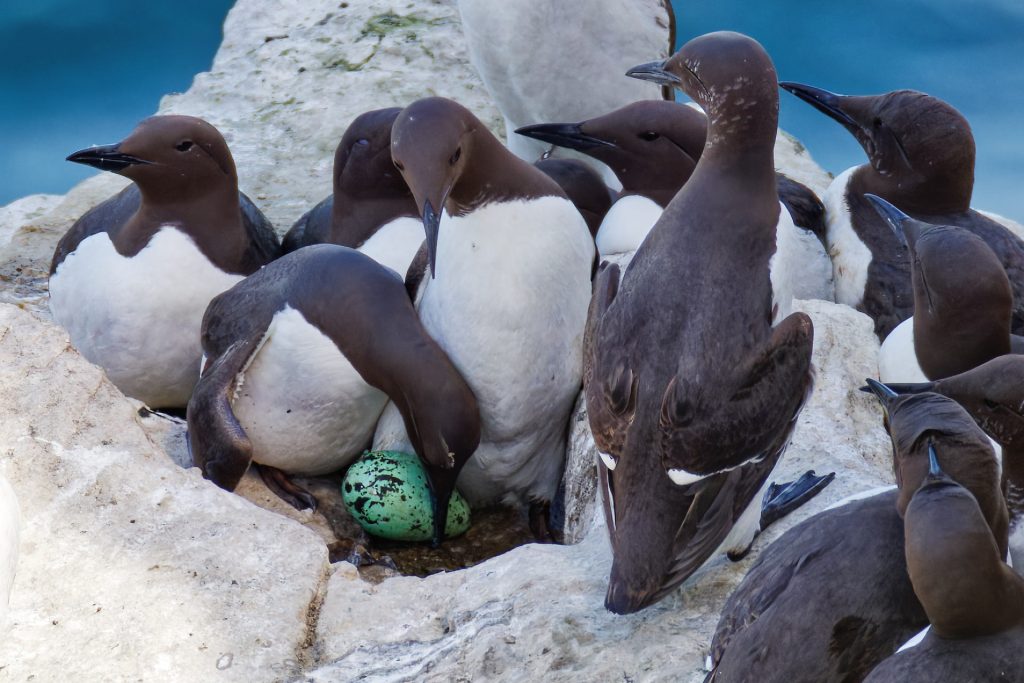 La population des oiseaux marins sur le site Natura 2000 est toujours en progression