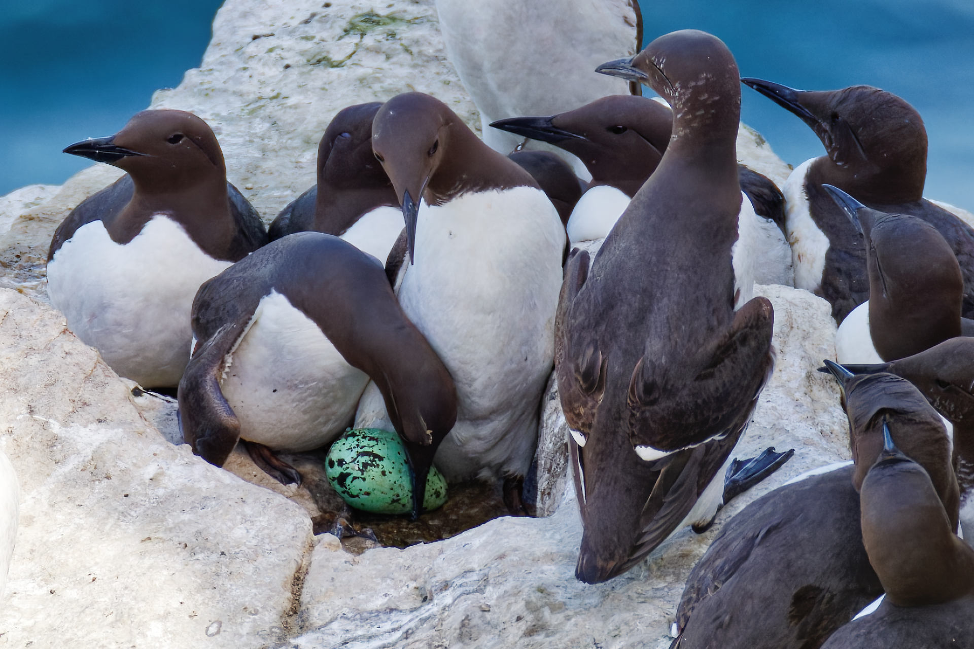 La population des oiseaux marins sur le site Natura 2000 est toujours en progression