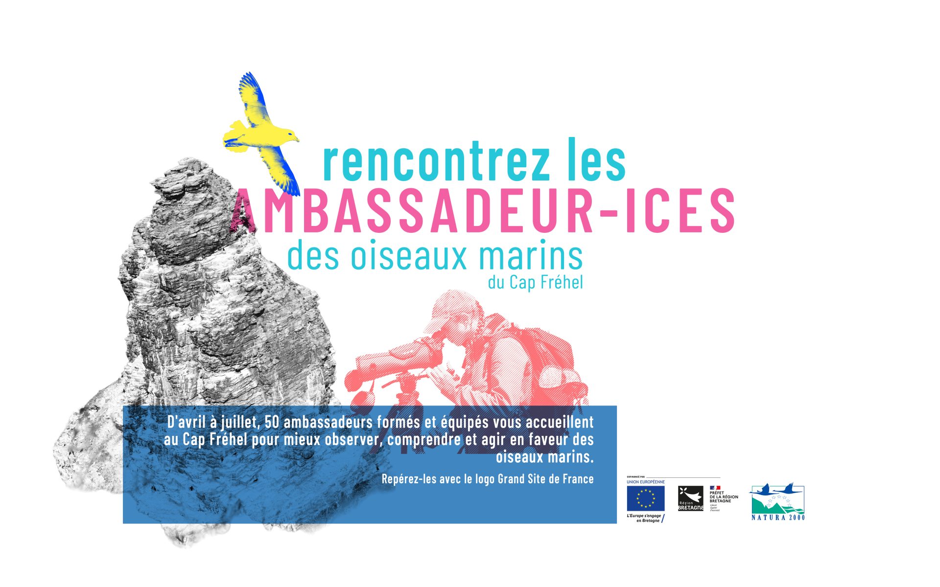 Rencontrez les ambassadeurs des oiseaux marins du Cap Fréhel