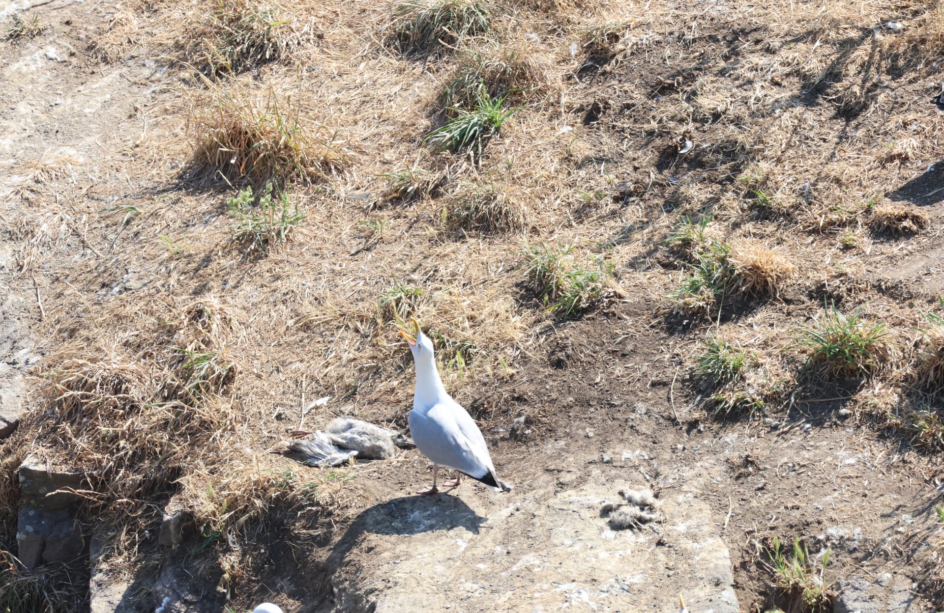 Canicule au Cap Fréhel : les oiseaux marins déjà durement touchés