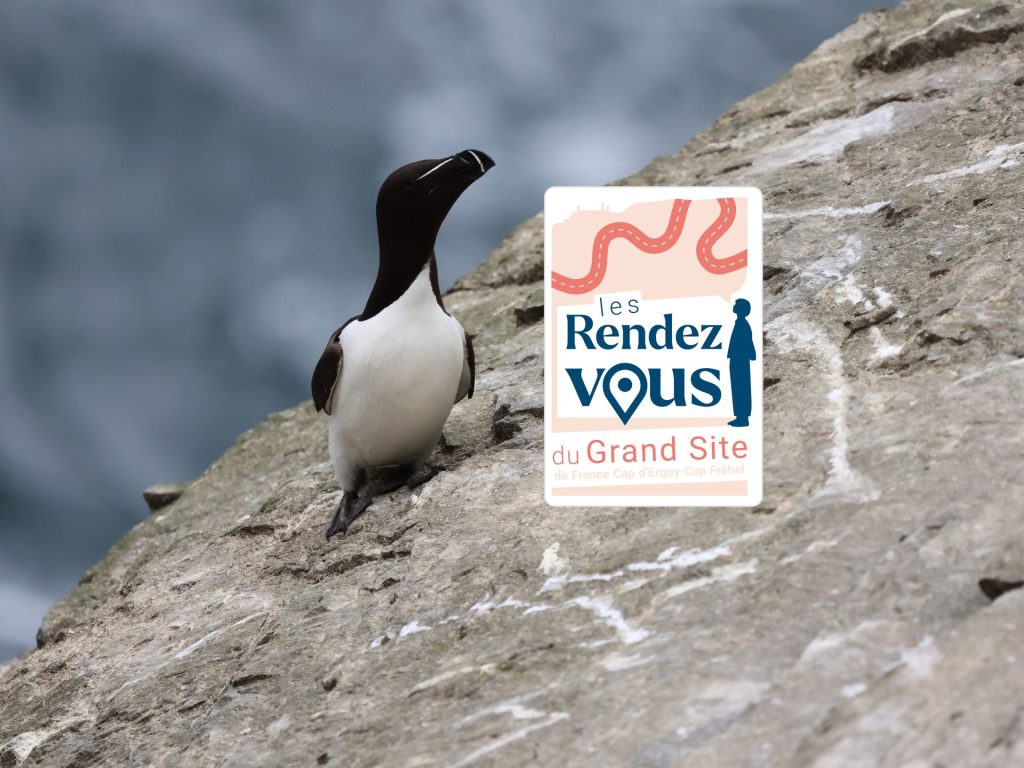 Présentation publique du bilan des oiseaux marins nicheurs du Cap Fréhel 2026 (Rendez-vous Grand Site)